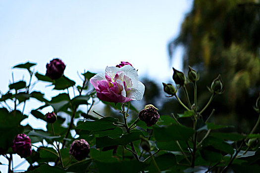 美艳的芙蓉花,木芙蓉,拒霜花,木莲,地芙蓉,华木