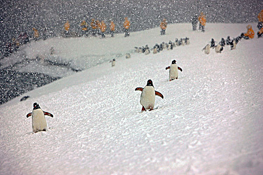 风雪中的企鹅