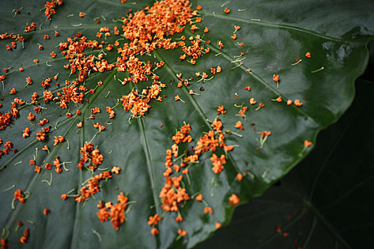 成都金秋桂花