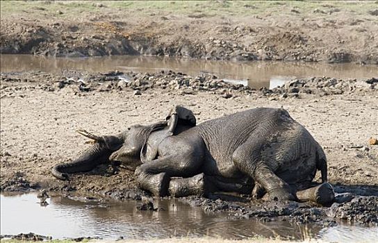 非洲,灌木,大象,非洲象,泥,沐浴,乔贝,河,乔贝国家公园,博茨瓦纳