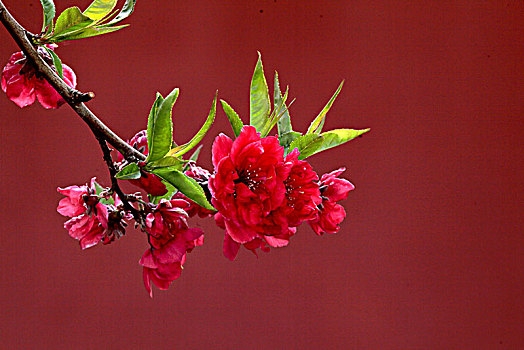 春季花卉