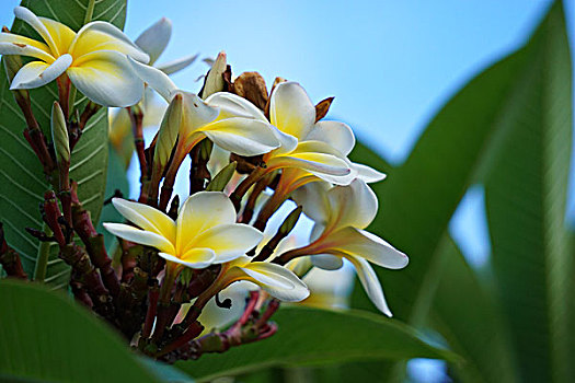 四川攀枝花的热带植物,鸡蛋花