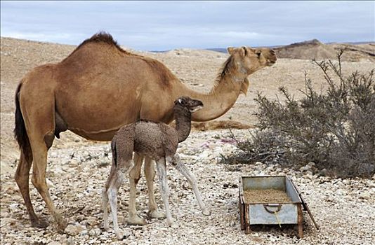 阿曼,佐法尔,阿拉伯骆驼,白天,幼仔,检查,吃