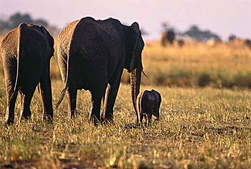 大象,萨维堤地区,靠近,乔贝,博茨瓦纳,南非