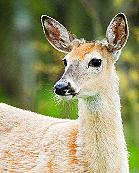 白尾鹿,雄性,迟,五月,外套,冬天,脱落,红棕,夏天,鹿角,开端,生长,瓦特顿湖国家公园,西南方,艾伯塔省,加拿大