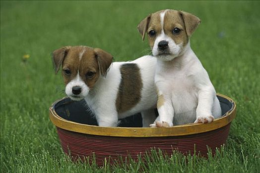 杰克罗素狗,梗犬,狗,两个,小狗,篮子,一起