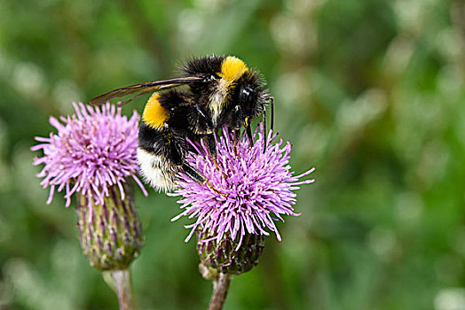 大黄蜂,熊蜂,收集,花粉,蓟属植物,下萨克森,德国,欧洲