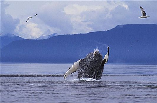 阿拉斯加,弗雷德里克湾,驼背鲸,大翅鲸属,鲸鱼,鲸跃