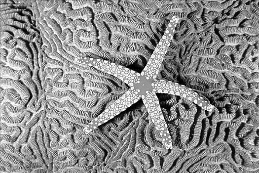 所罗门群岛,海星,珊瑚,俯视,黑白照片