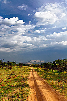 原始,土路,北方,塞伦盖蒂,塞伦盖蒂国家公园,坦桑尼亚