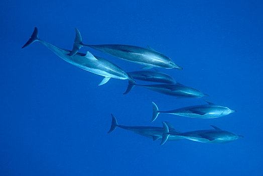 海豚,长吻原海豚,鱼群,小笠原群岛,日本,亚洲