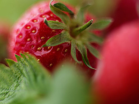 草莓,叶子