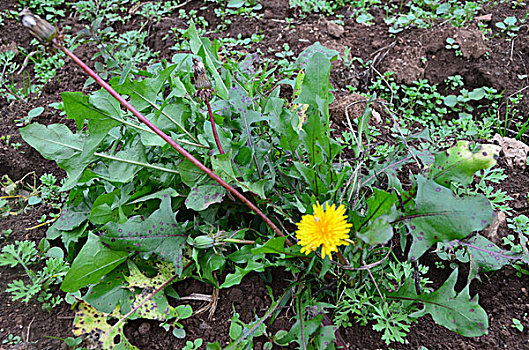 蒲公英,中药材,植物,野菜,蔬菜,生长期