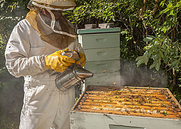 养蜂人图片