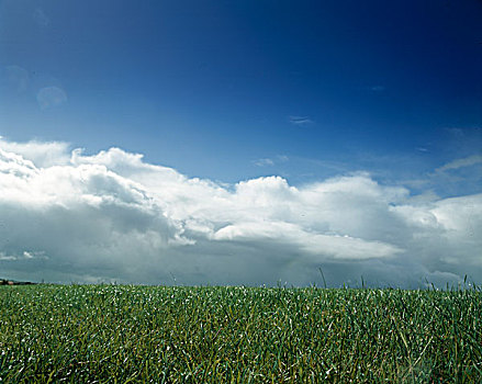草场,爱尔兰,云,高处,地平线
