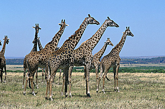 马赛长颈鹿,牧群,站立,大草原,马赛马拉,公园,肯尼亚