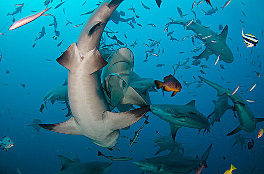 鲨鱼,长鳍真鲨,商业,泻湖,维提岛,斐济
