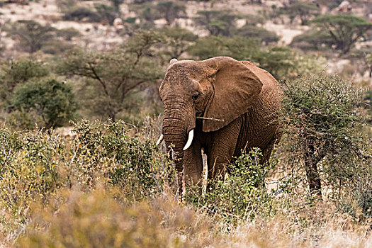 非洲象,野生动物,肯尼亚,非洲