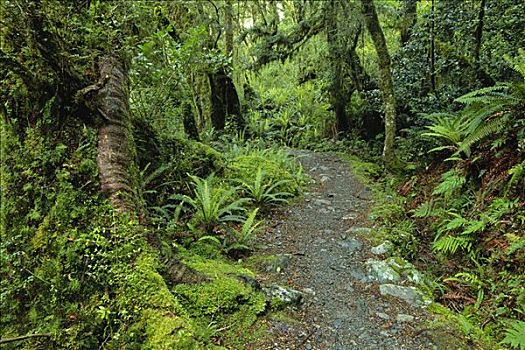 小路,树林,峡湾国家公园,南岛,新西兰