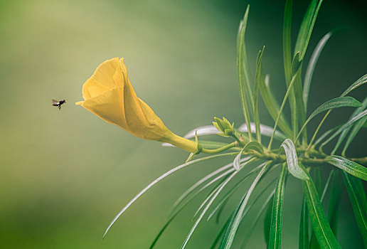 蜜蜂,接近,黄花