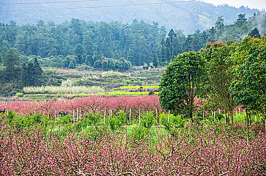 田园春色