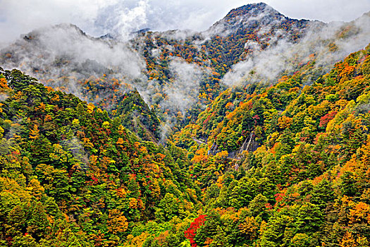 秋叶,山,雾