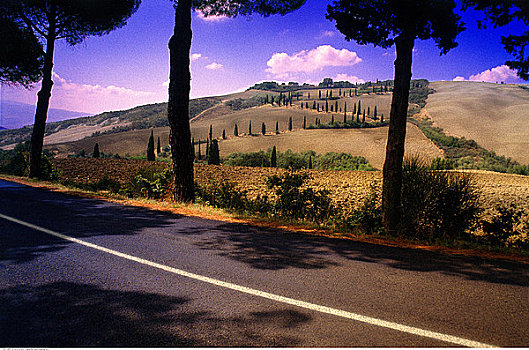 柏树,公路,靠近,皮恩扎,托斯卡纳,意大利