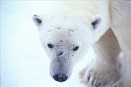 特写,北极熊,戈登,哈得逊湾,加拿大,冬天