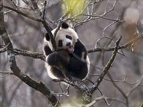 大熊猫,幼兽,休息,树上,中国