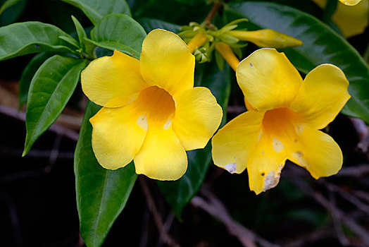 黄色,木槿,花,夏威夷,夏威夷大岛,美国,北美
