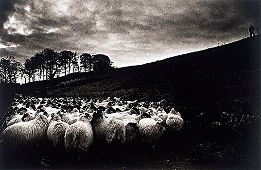 绵羊,爱尔兰