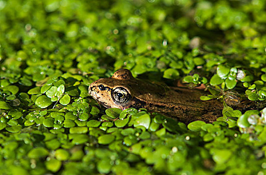 青蛙,休息,小,植物,阿斯托里亚,俄勒冈,美国