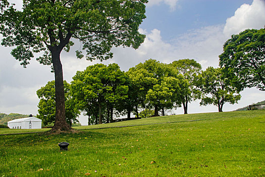 城市森林,阳光草地