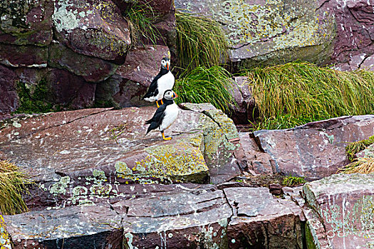 大西洋海雀,饲养,鸟,石头,保护区,纽芬兰,加拿大