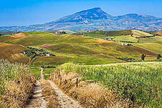 景色,远景,农田,葡萄园,地点,作物,土路,靠近,省,特拉帕尼,西西里,意大利
