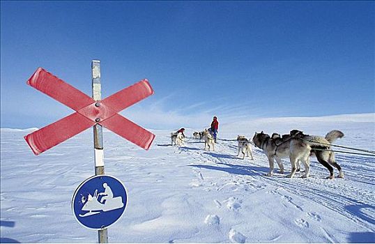 哈士奇犬,交通标志,狗拉雪橇,哺乳动物,雪,跋涉,北方,瑞典,斯堪的纳维亚,欧洲,狗,探险,假日,宠物,动物