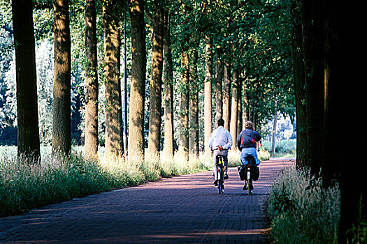 两个,骑车,骑,乡间小路,围绕,树,北布拉邦,荷兰