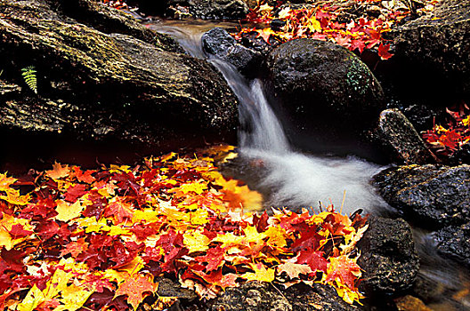 秋天,叶子,河流,国家,加蒂诺,公园,靠近,渥太华,加拿大