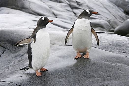 两个,巴布亚企鹅,站立,石头,南极