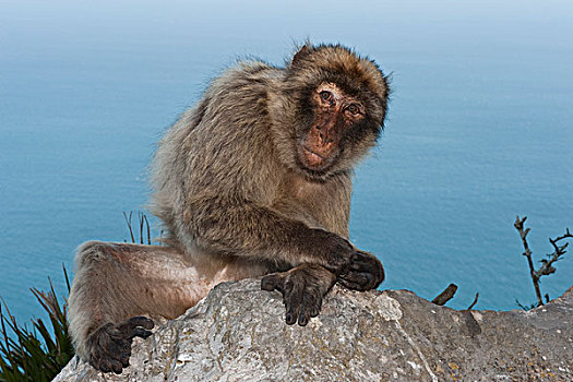 叟猴,直布罗陀,英国