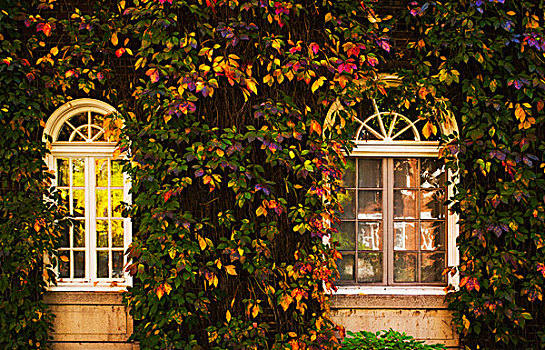 窗户,框架,蔓藤,秋色,蒙特利尔,魁北克,加拿大