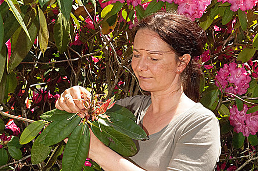 女人,杜鹃花属植物,植物