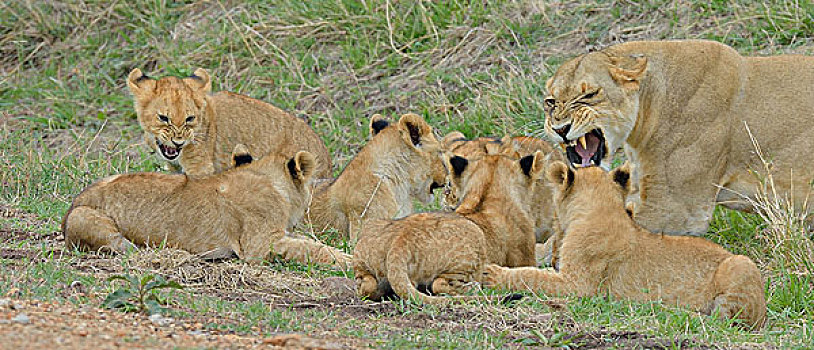 马萨伊,雌狮,狮子,三角形,马赛马拉国家保护区,肯尼亚,非洲