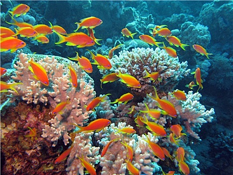 珊瑚礁,鱼群,异域风情,鱼,仰视,热带,海洋
