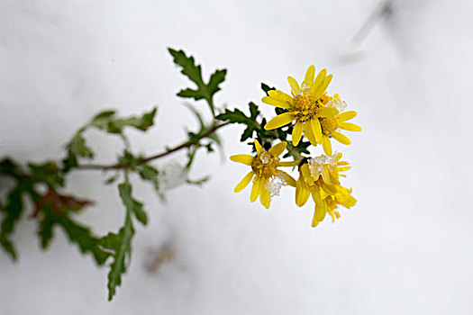 雪中的野菊花