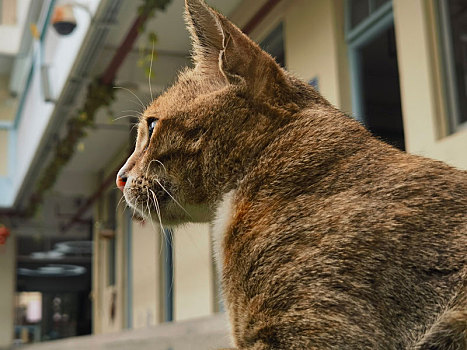 校园的猫撒泼打滚让人欢喜