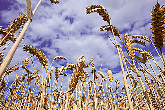 小麦,作物,蓝天