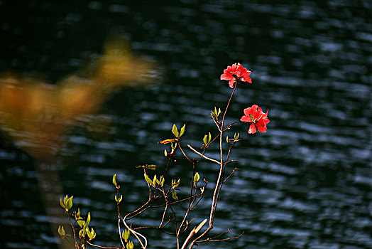 杜鹃花