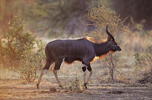 林羚,羚羊,哺乳动物,克鲁格国家公园,南非,动物