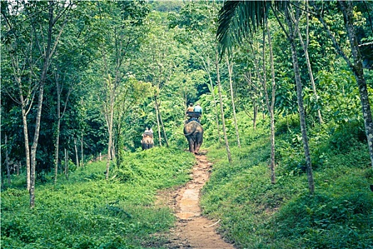 游客,群体,丛林,后背,大象